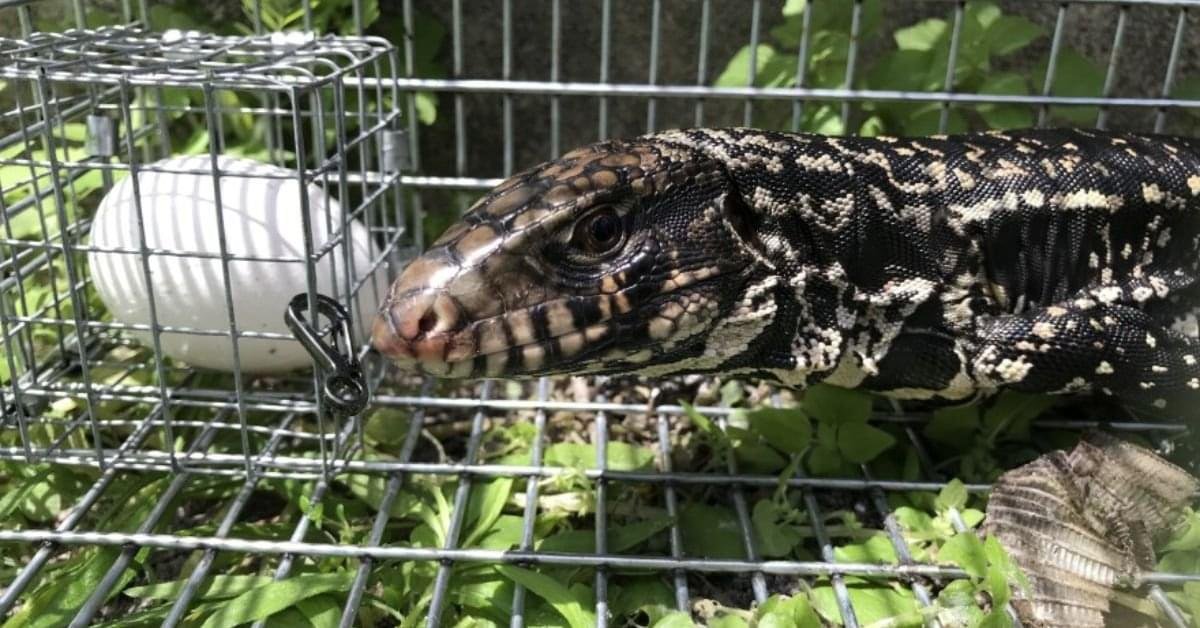 AI traps Argentine tegu